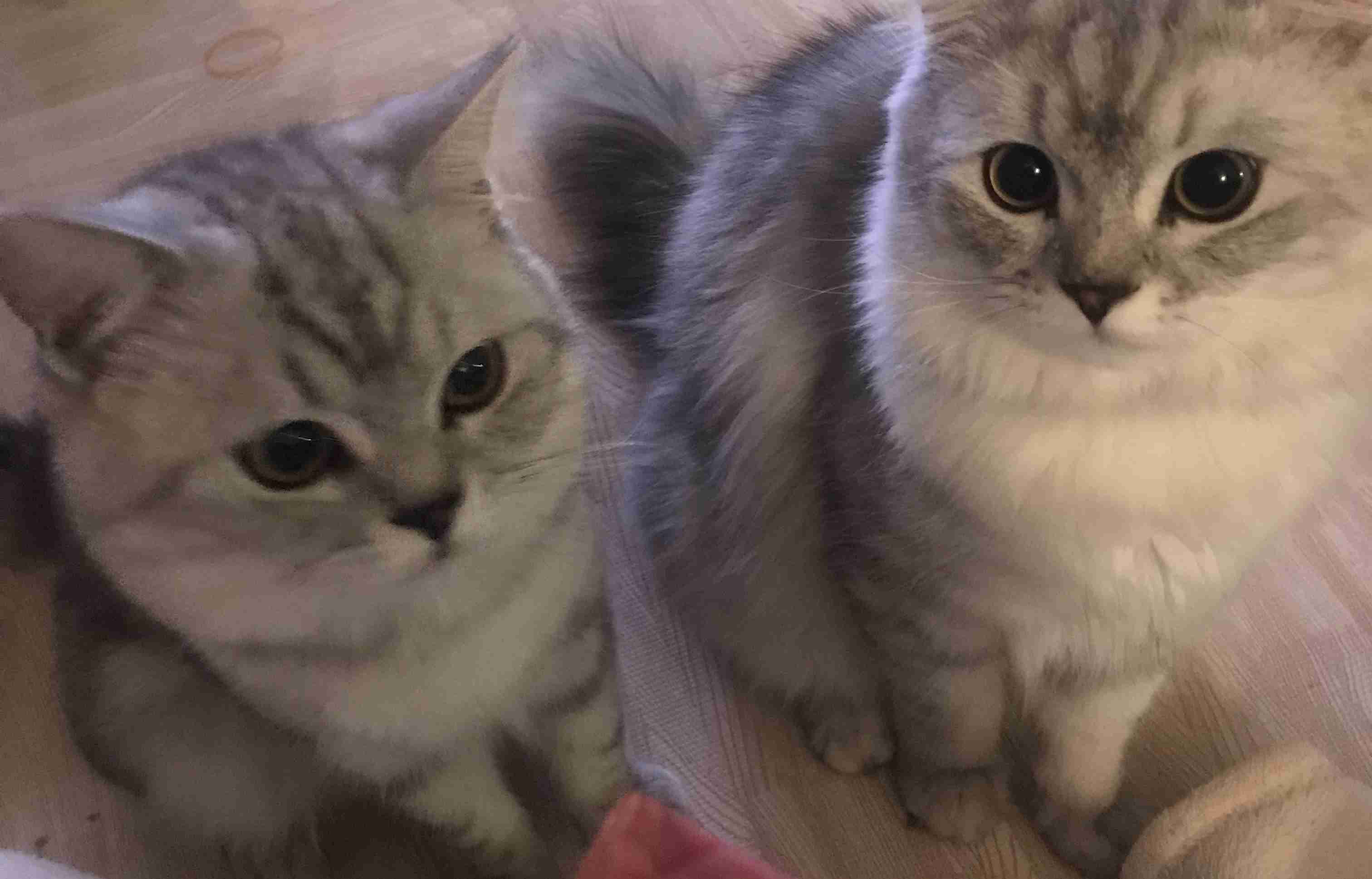 きょうだいの猫ちゃん飼ってる方