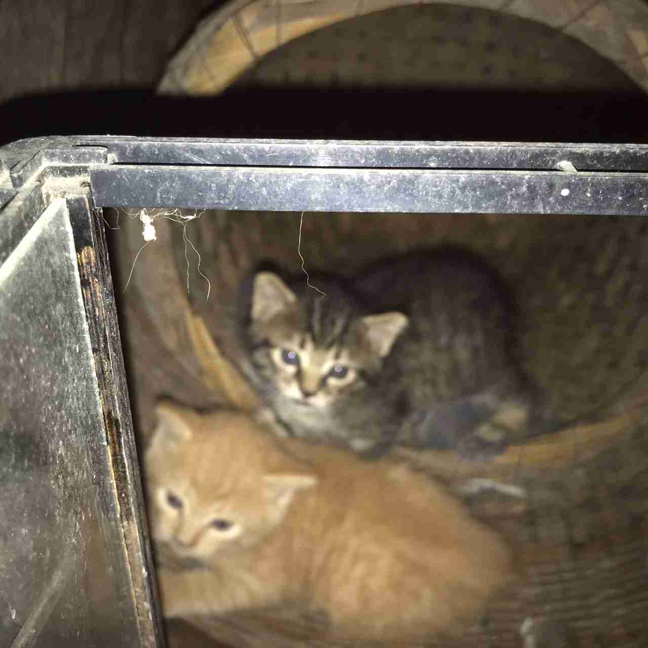 きょうだいの猫ちゃん飼ってる方