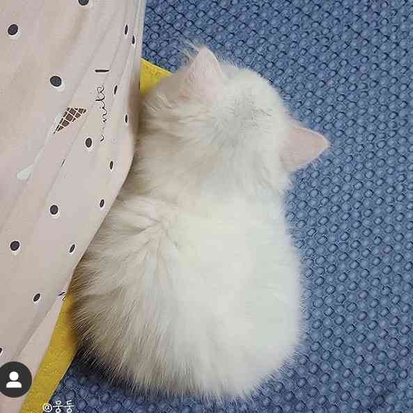 画像フォルダの中で1番可愛い画像を貼って寝よう