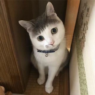 画像フォルダの中で1番可愛い画像を貼って寝よう