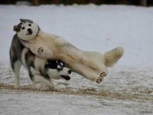 画像フォルダの中で1番可愛い画像を貼って寝よう