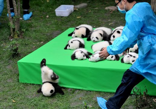 画像フォルダの中で1番可愛い画像を貼って寝よう