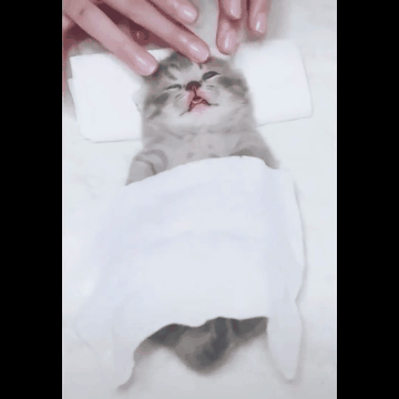 画像フォルダの中で1番可愛い画像を貼って寝よう