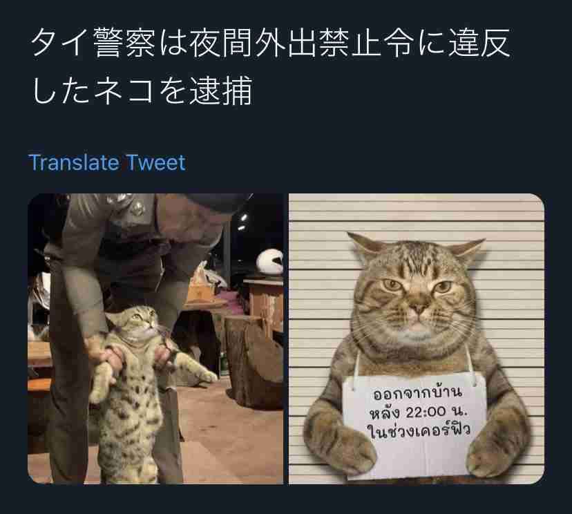 画像フォルダの中で1番可愛い画像を貼って寝よう