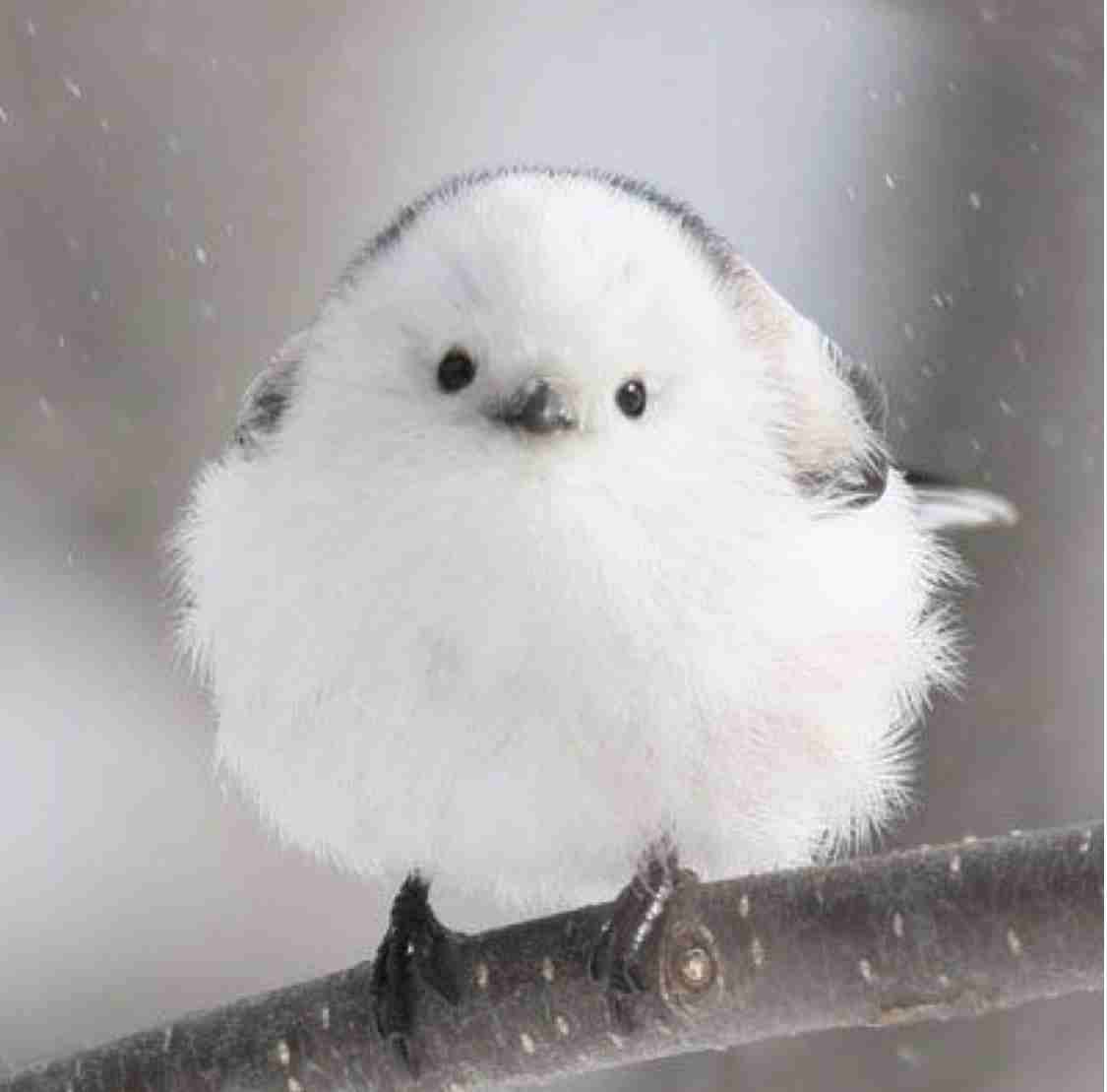 画像フォルダの中で1番可愛い画像を貼って寝よう