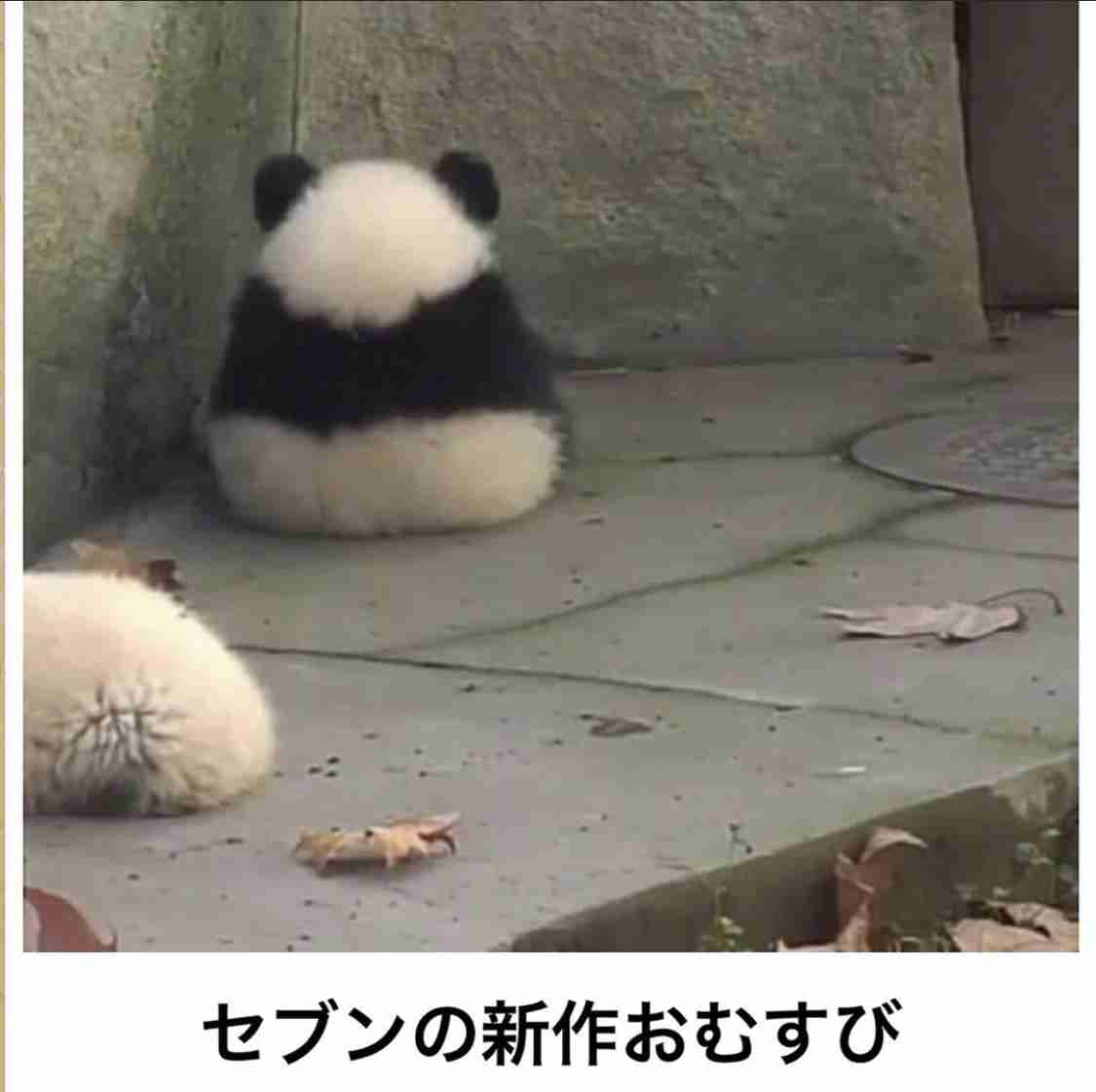 画像フォルダの中で1番可愛い画像を貼って寝よう