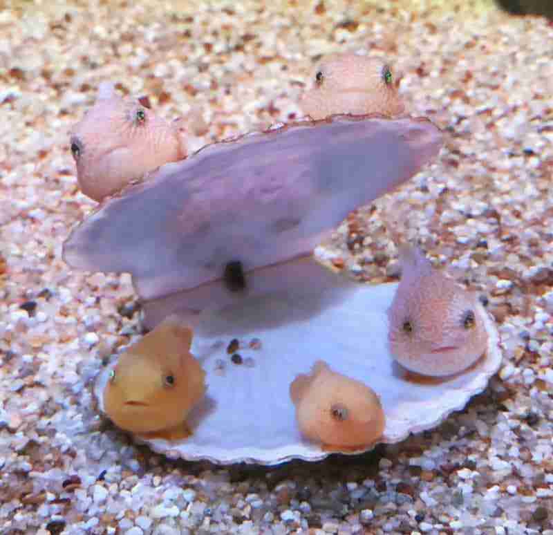 画像フォルダの中で1番可愛い画像を貼って寝よう