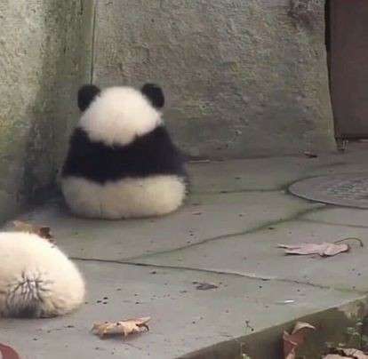 画像フォルダの中で1番可愛い画像を貼って寝よう