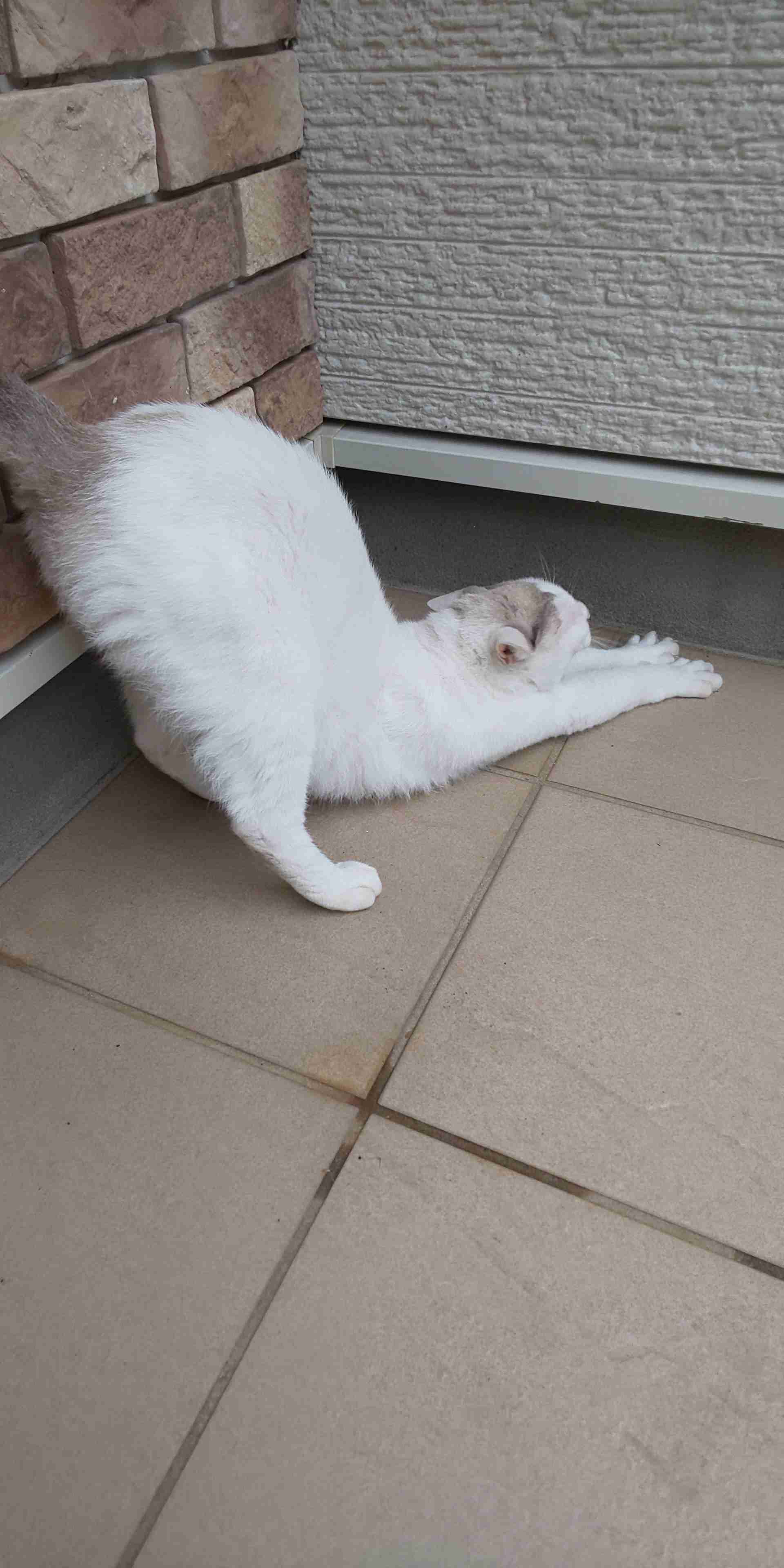 画像フォルダの中で1番可愛い画像を貼って寝よう