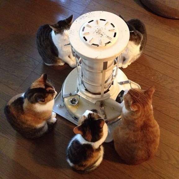 画像フォルダの中で1番可愛い画像を貼って寝よう