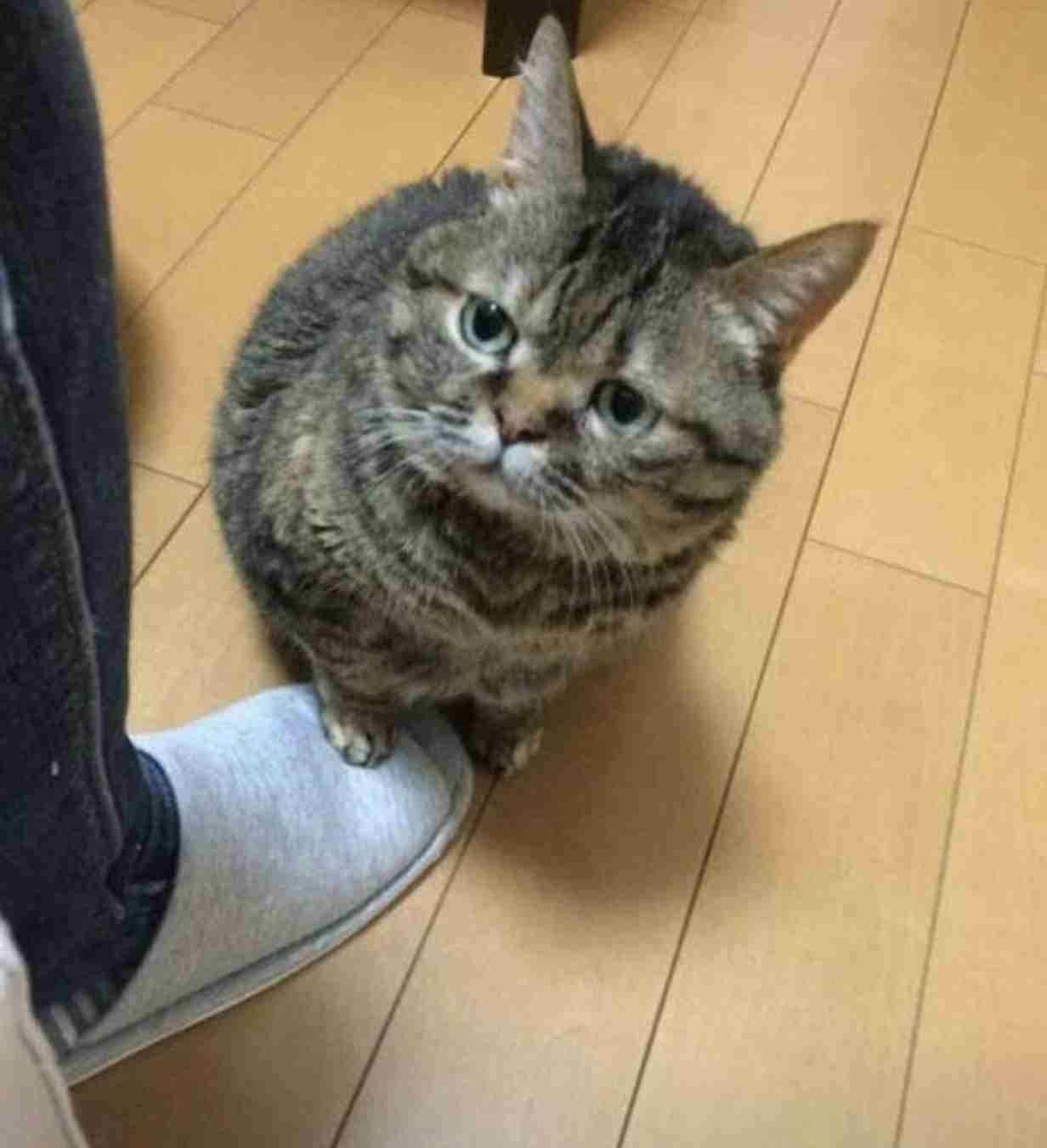画像フォルダの中で1番可愛い画像を貼って寝よう