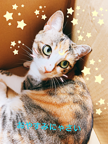 画像フォルダの中で1番可愛い画像を貼って寝よう