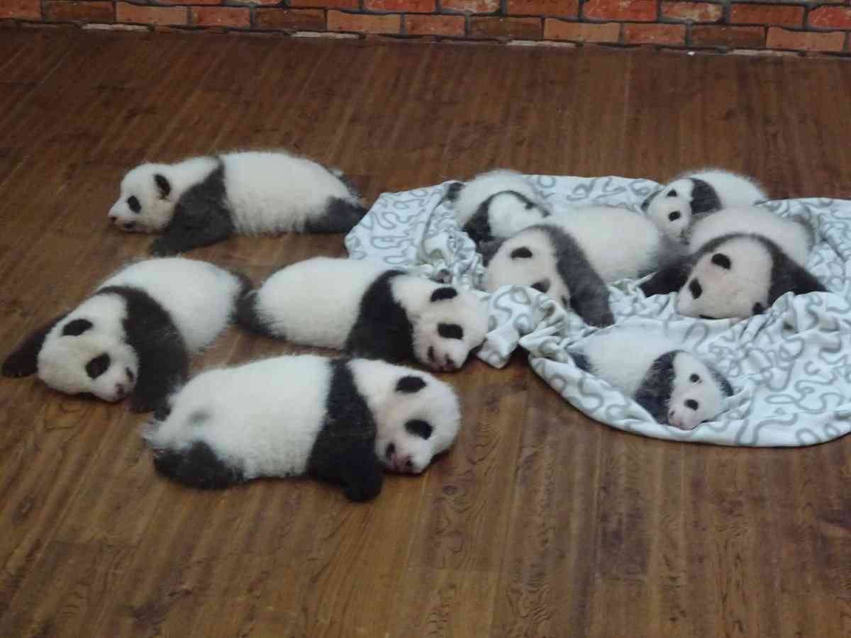 画像フォルダの中で1番可愛い画像を貼って寝よう