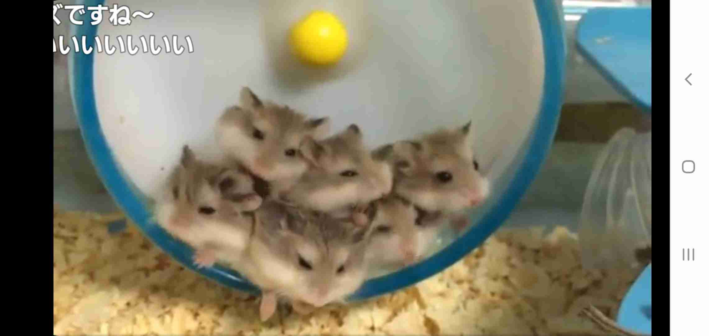 画像フォルダの中で1番可愛い画像を貼って寝よう