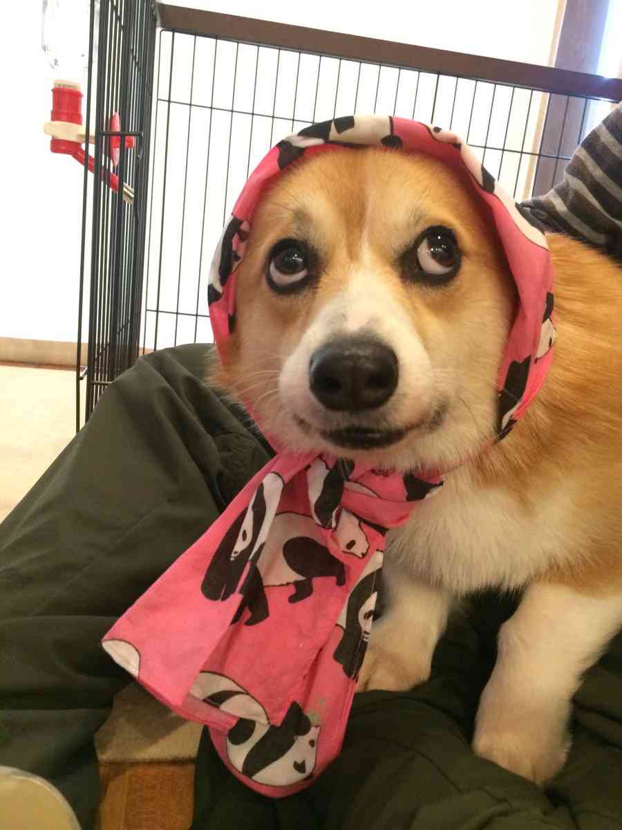 画像フォルダの中で1番可愛い画像を貼って寝よう