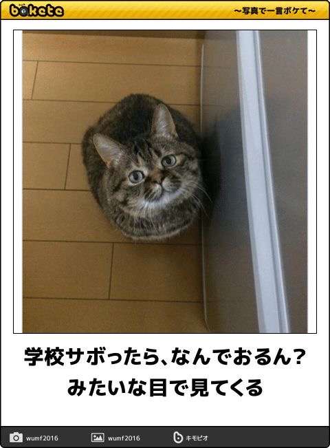 画像フォルダの中で1番可愛い画像を貼って寝よう