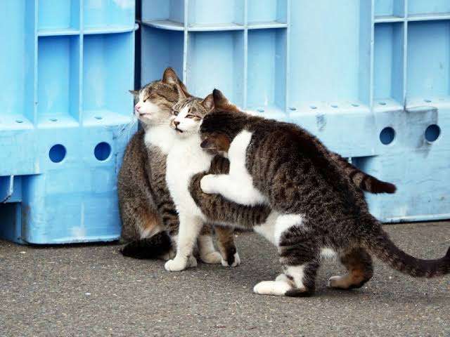 画像フォルダの中で1番可愛い画像を貼って寝よう