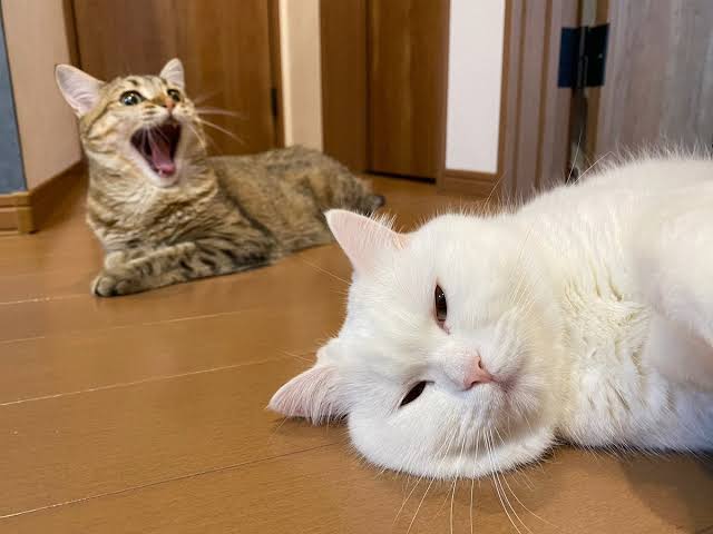 ゆるくつぶやくと誰かがゆるく応えてくれるトピ