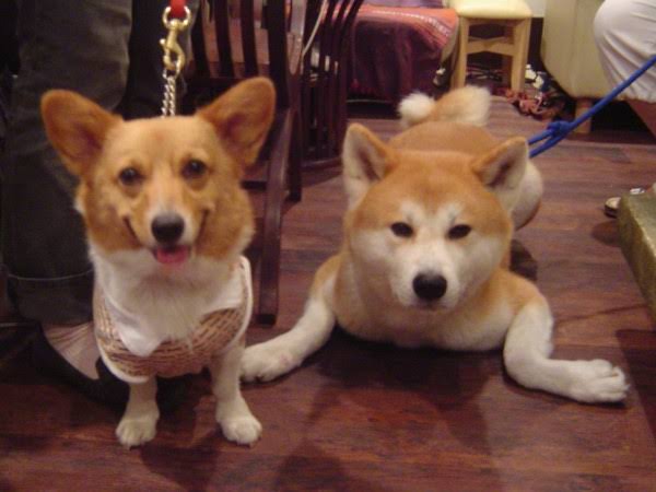 犬同士のトラブルからけんか　81歳男を傷害容疑で逮捕