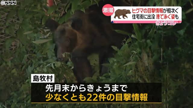 市道や国道でクマの目撃相次ぐ　滋賀・彦根と長浜、親子3頭も