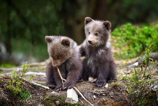 市道や国道でクマの目撃相次ぐ　滋賀・彦根と長浜、親子3頭も