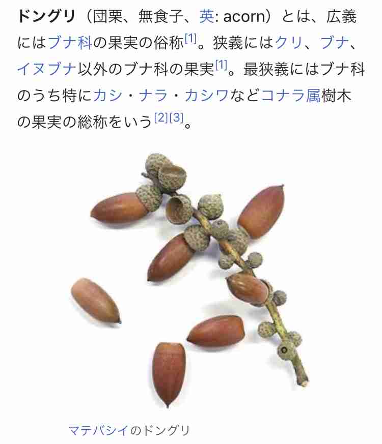 市道や国道でクマの目撃相次ぐ　滋賀・彦根と長浜、親子3頭も
