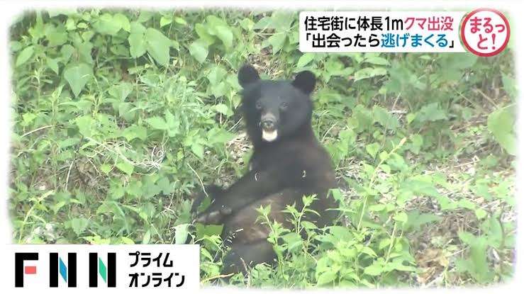 市道や国道でクマの目撃相次ぐ　滋賀・彦根と長浜、親子3頭も