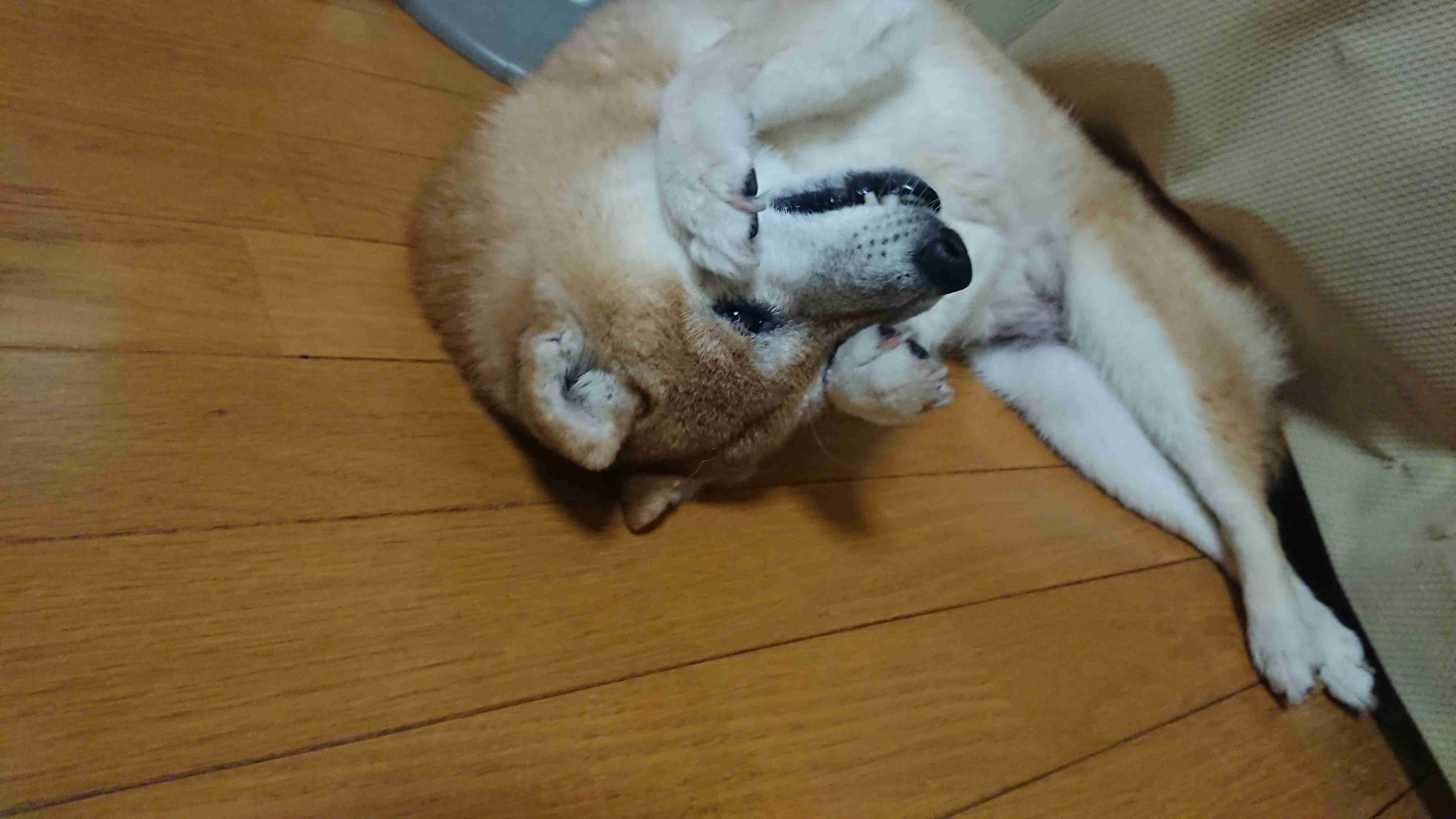 【写真】がるちゃん民に見てもらいたい Σp[【◎】]ω・´) 