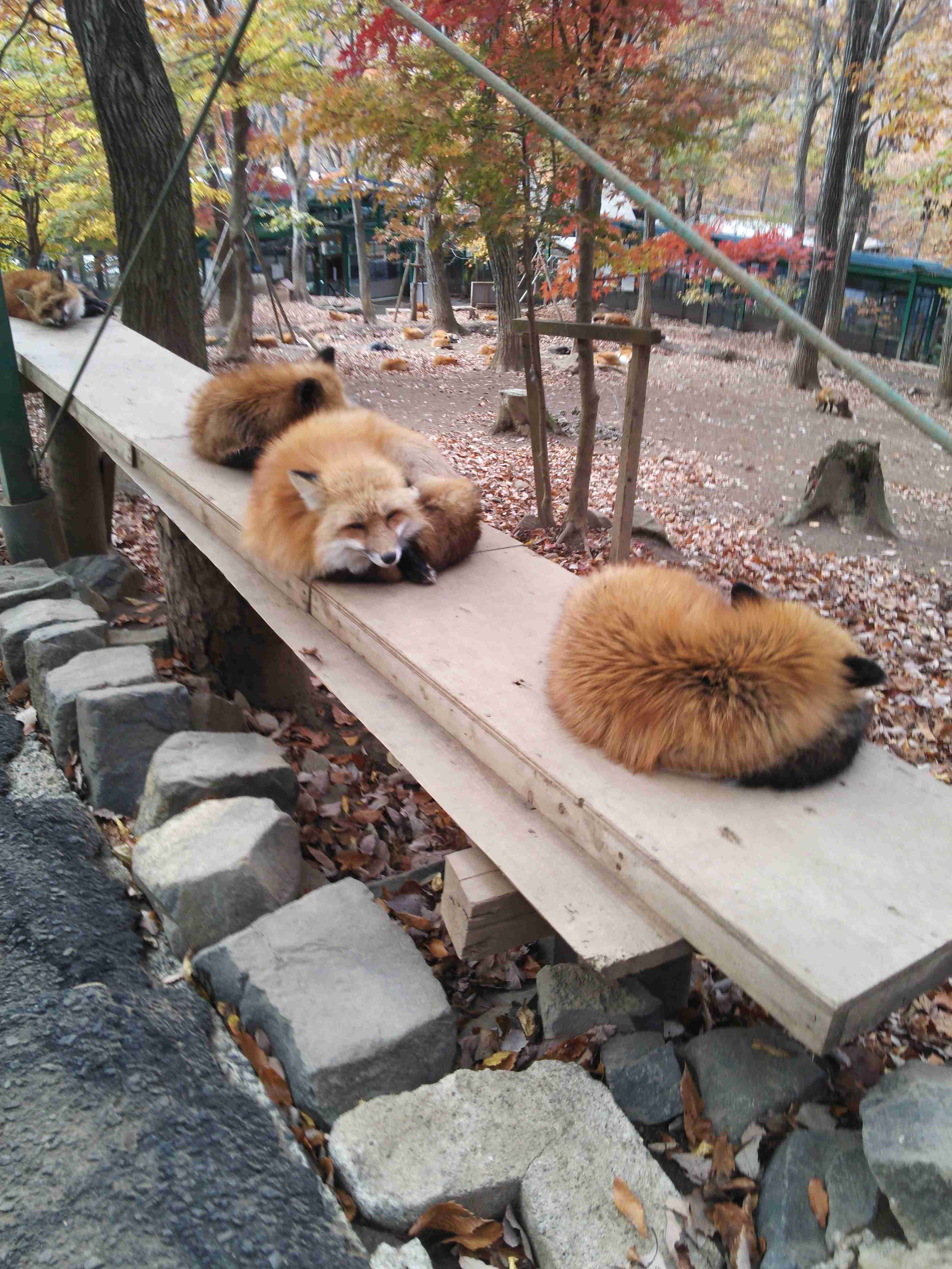 【写真】がるちゃん民に見てもらいたい Σp[【◎】]ω・´) 