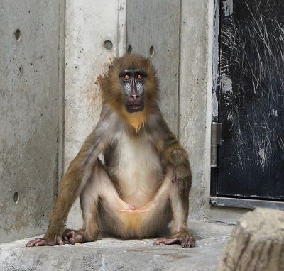 自分に似てる画像を貼って女子会に参加するトピ