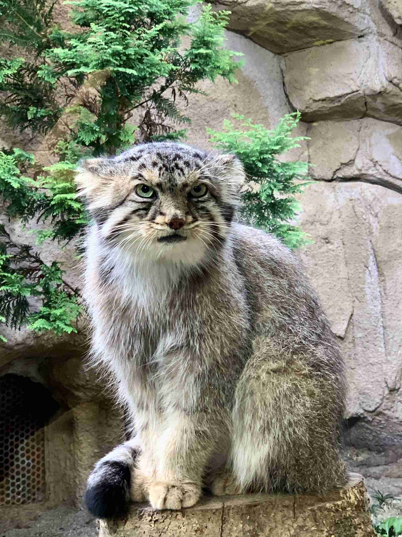 何も悪いことしてないのに...　警察署の詐欺防止ポスターで、カワウソがまさかのとばっちりを食ってしまう