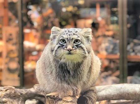 何も悪いことしてないのに...　警察署の詐欺防止ポスターで、カワウソがまさかのとばっちりを食ってしまう