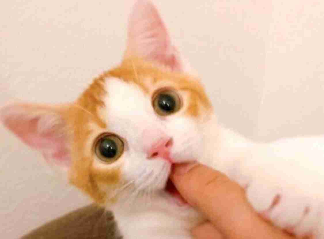 【ネタ】誰かが貼ってくれた画像にただひたすら突っ込むトピ Part3