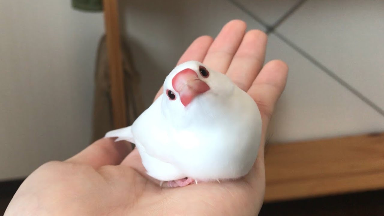犬猫以外の癒し系ペット