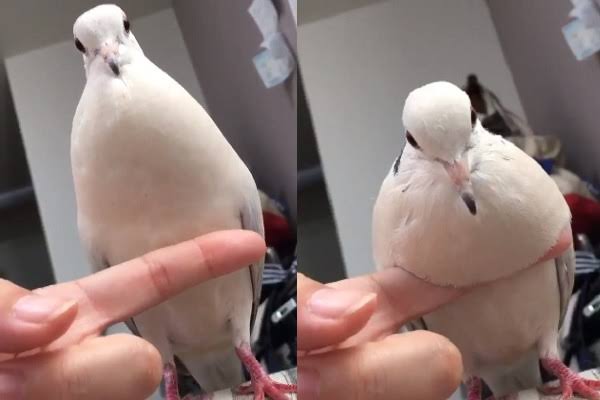 犬猫以外の癒し系ペット