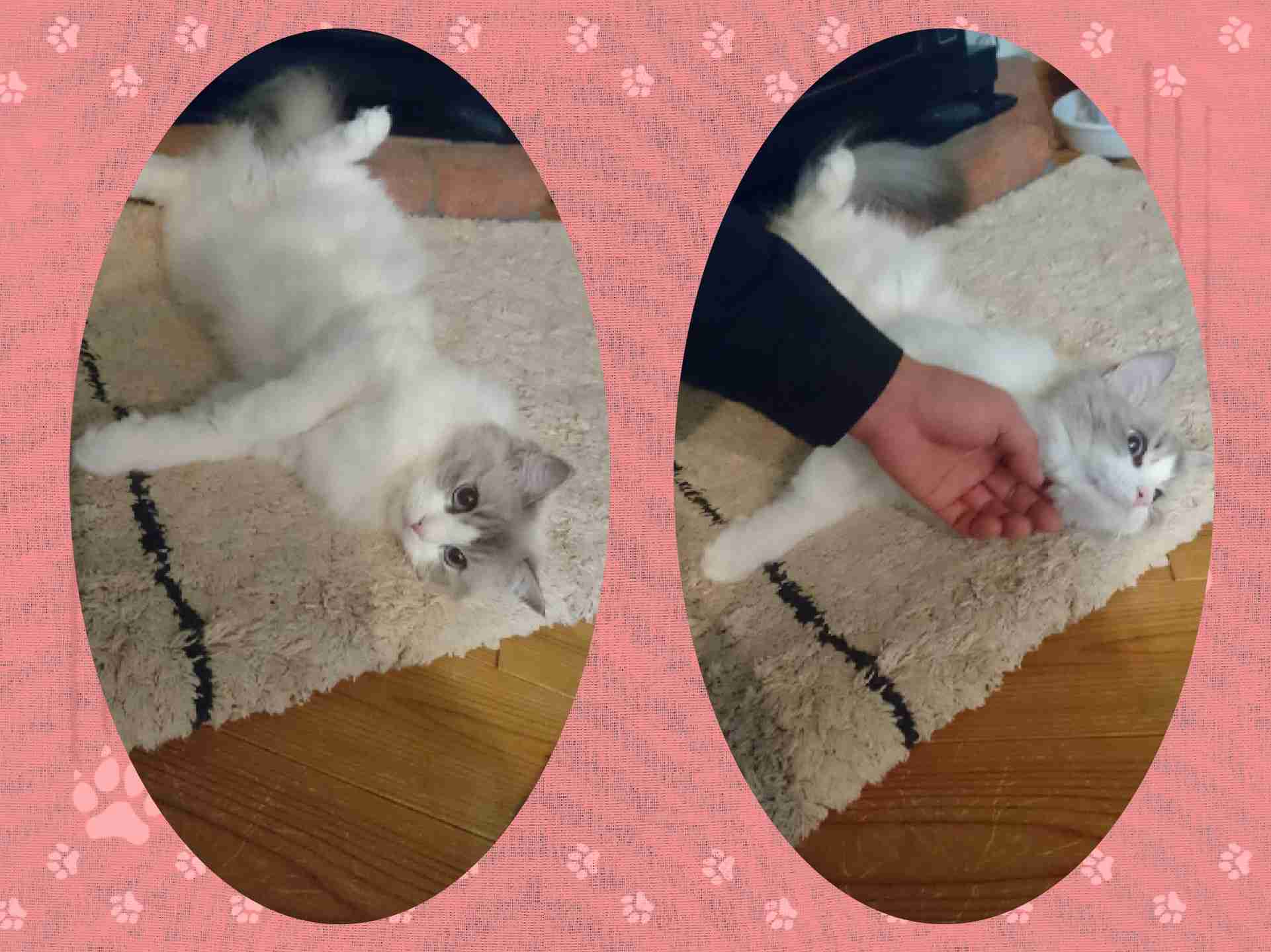 がるちゃん猫カフェ57号店 開店しました♪(初めての方も大歓迎!!)