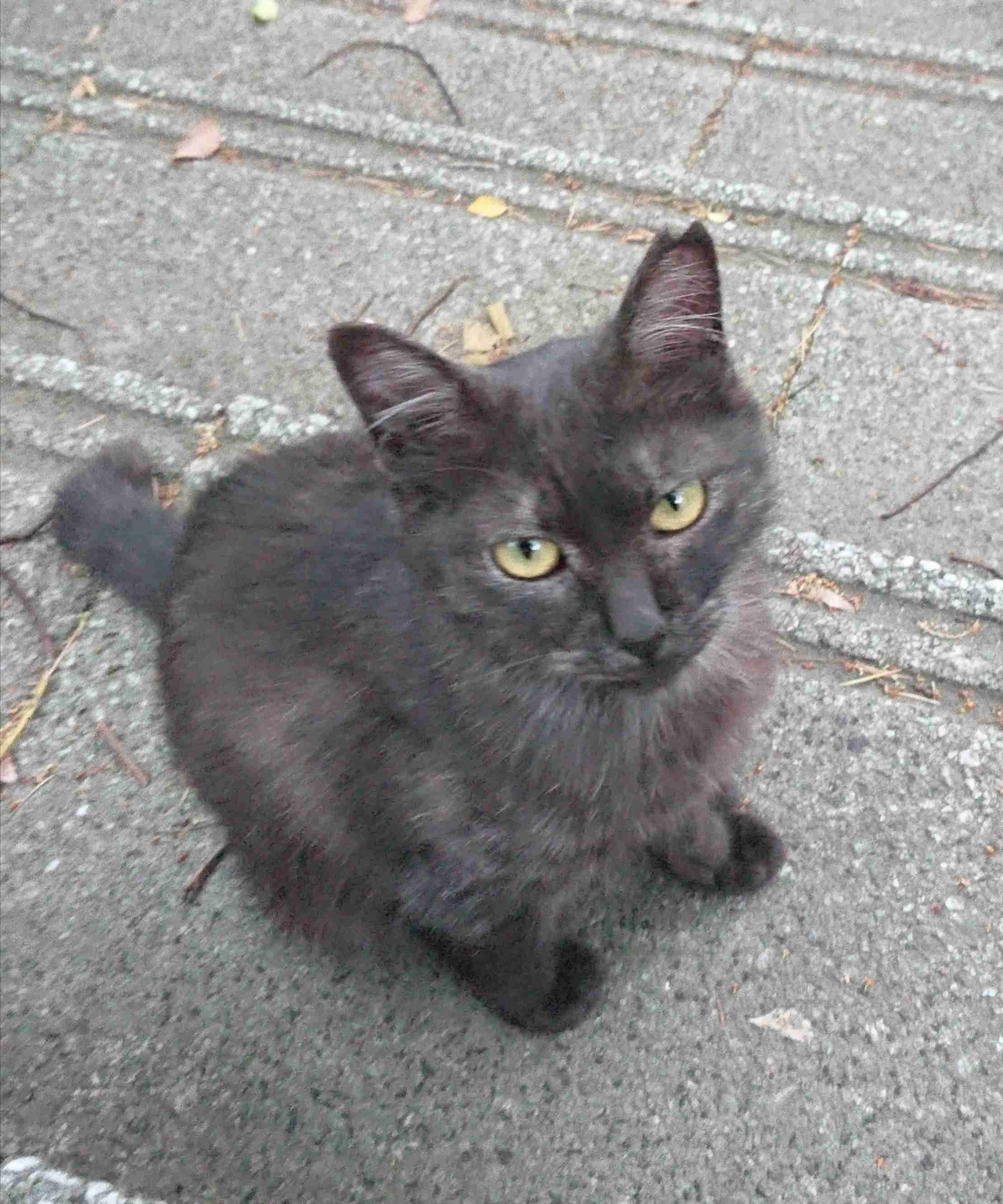 がるちゃん猫カフェ57号店 開店しました♪(初めての方も大歓迎!!)
