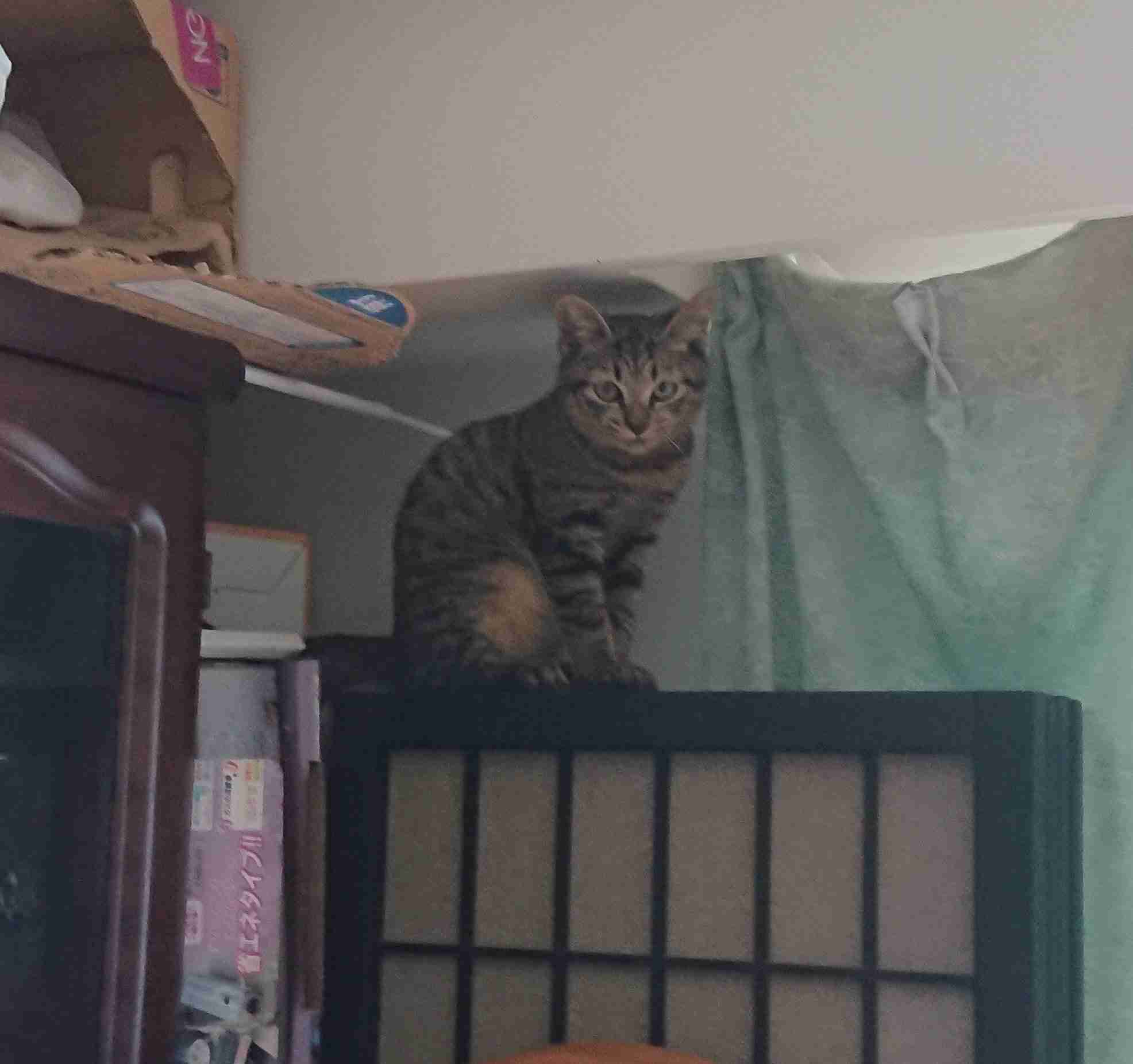 がるちゃん猫カフェ57号店 開店しました♪(初めての方も大歓迎!!)