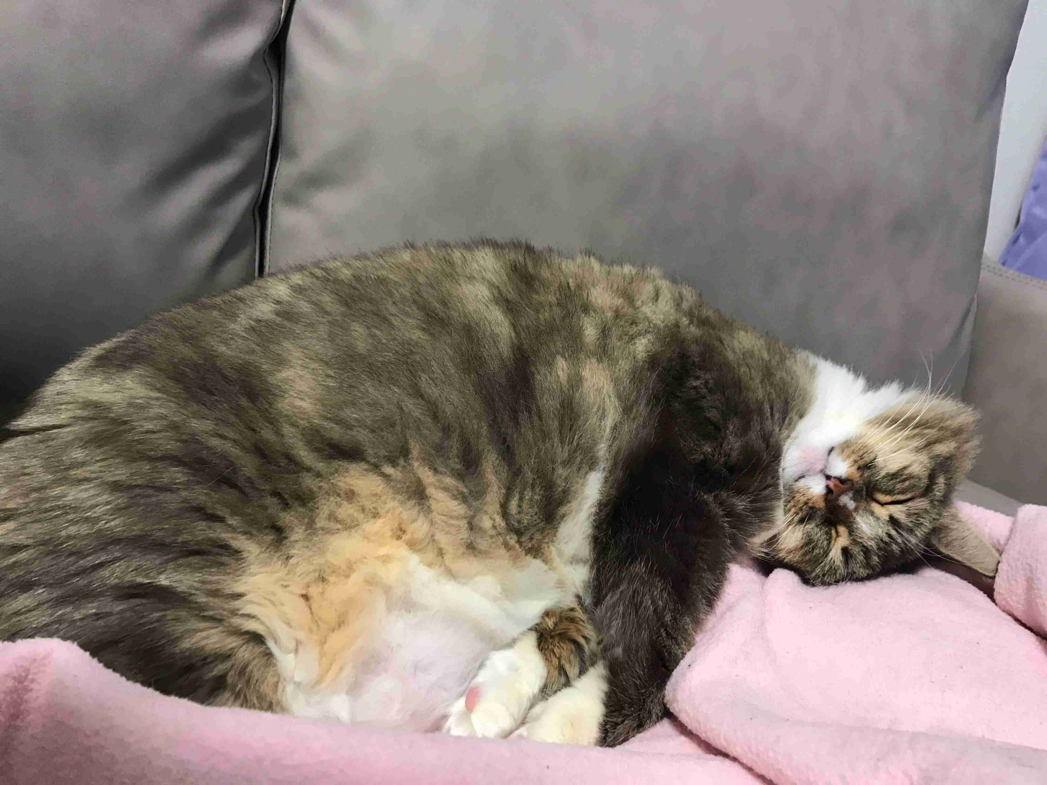 がるちゃん猫カフェ57号店 開店しました♪(初めての方も大歓迎!!)