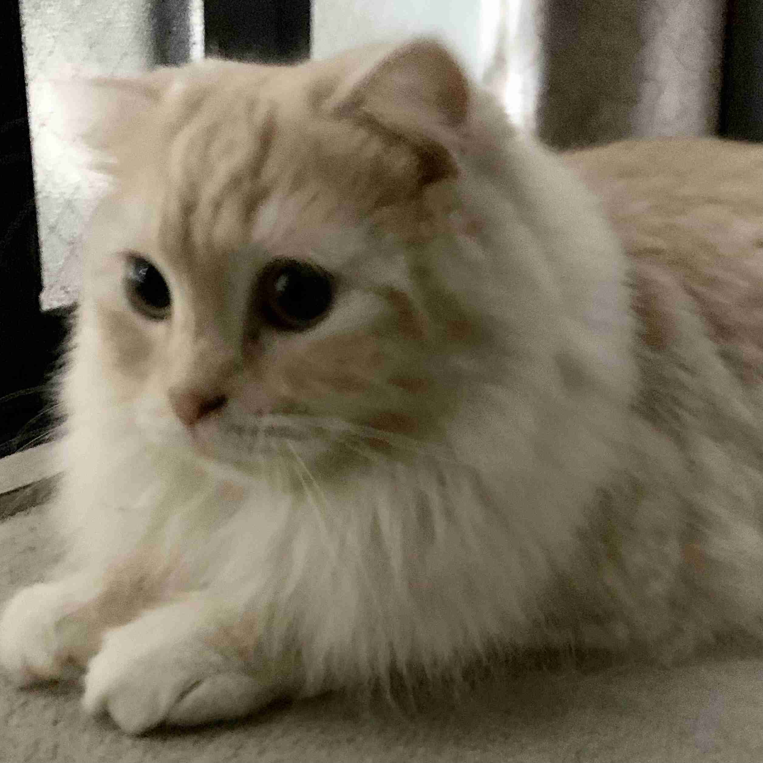 がるちゃん猫カフェ57号店 開店しました♪(初めての方も大歓迎!!)
