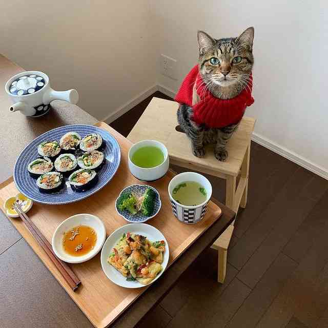 がるちゃん猫カフェ57号店 開店しました♪(初めての方も大歓迎!!)