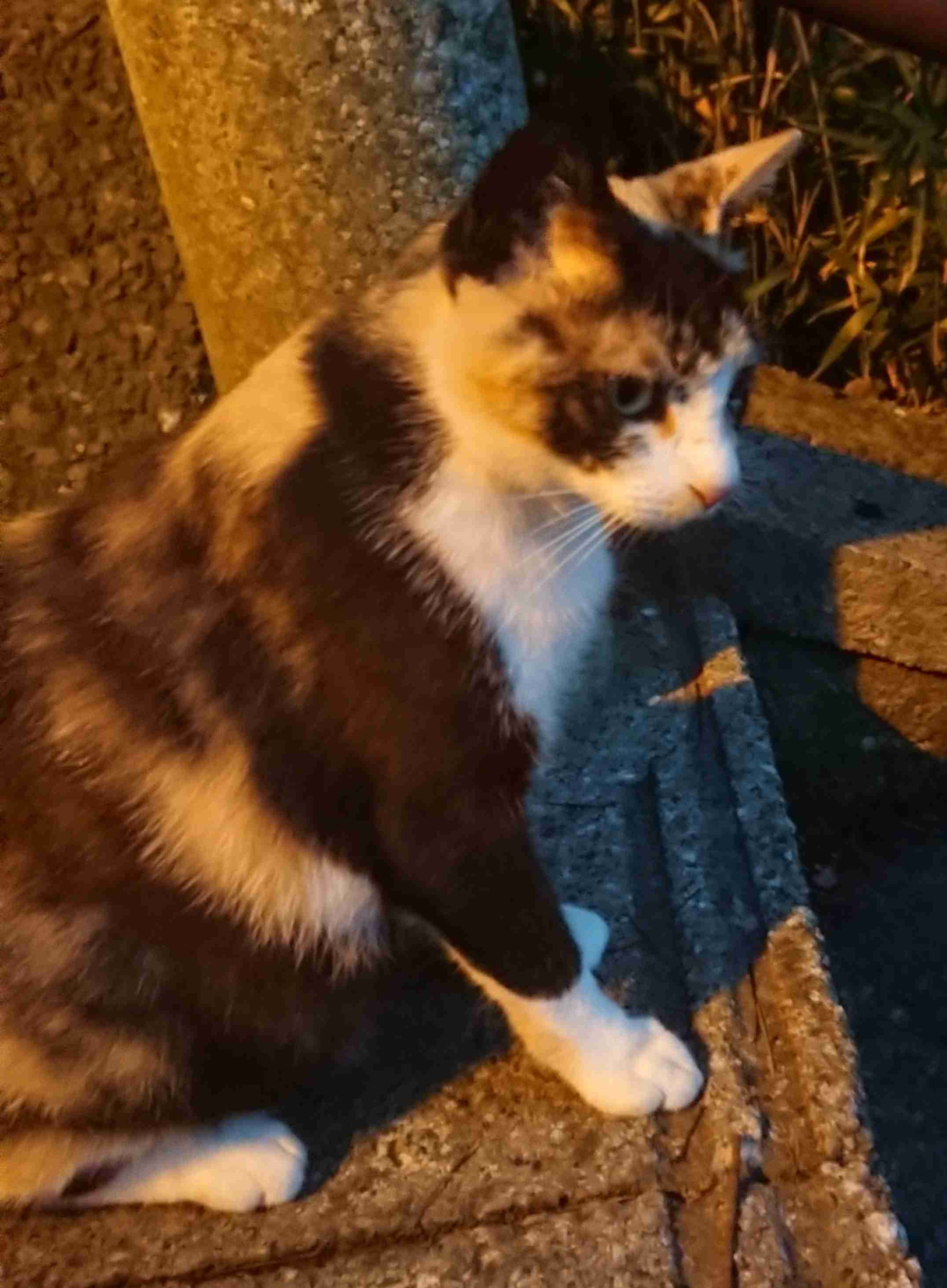 がるちゃん猫カフェ57号店 開店しました♪(初めての方も大歓迎!!)