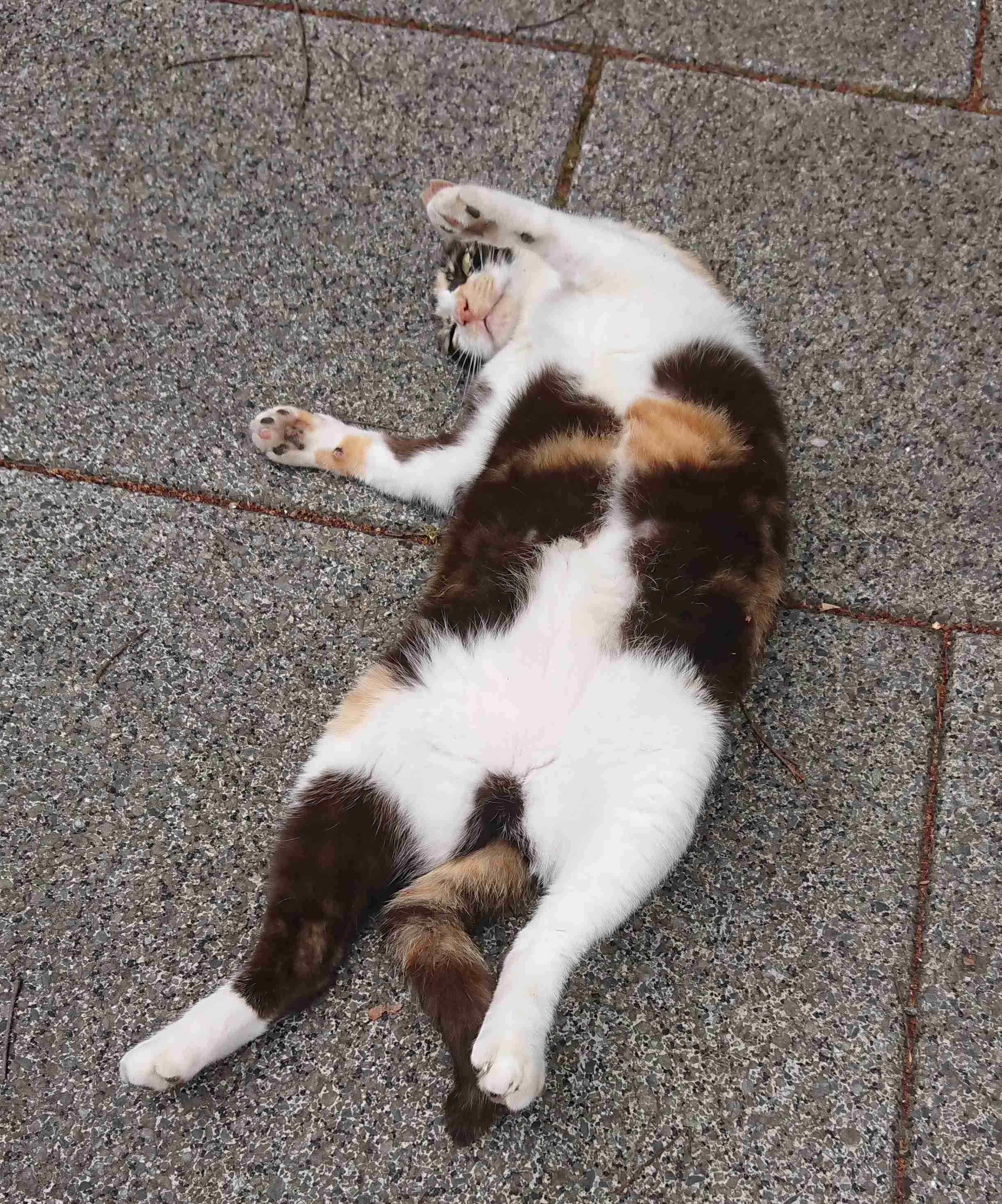 がるちゃん猫カフェ57号店 開店しました♪(初めての方も大歓迎!!)