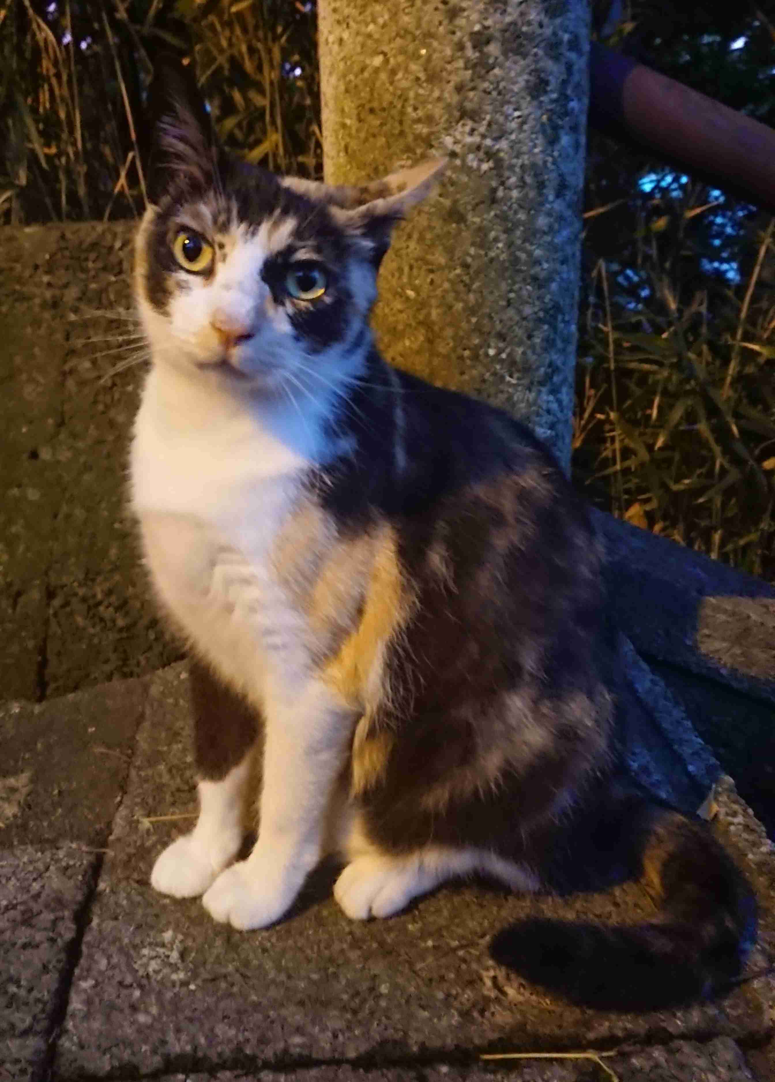がるちゃん猫カフェ57号店 開店しました♪(初めての方も大歓迎!!)