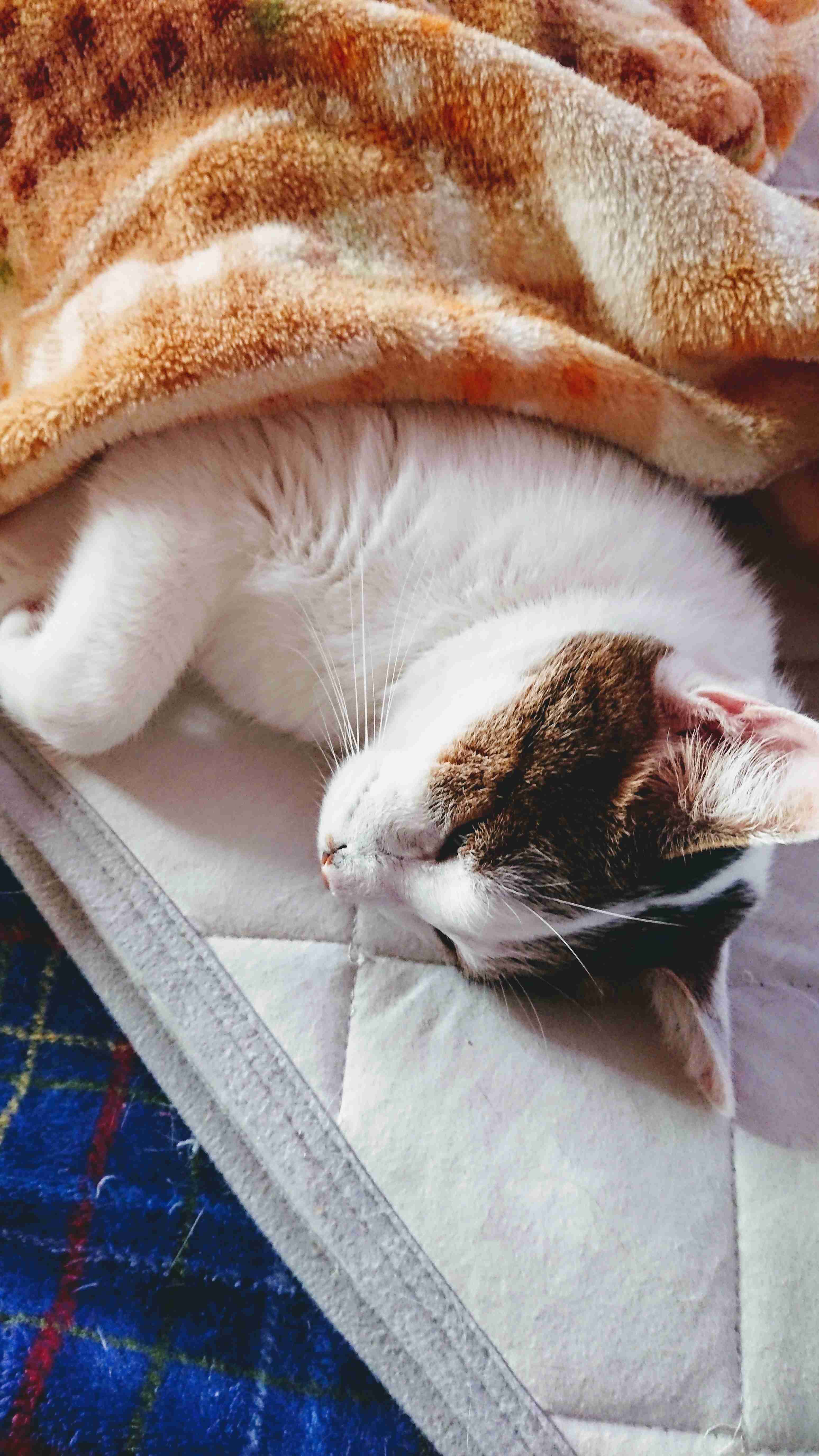 がるちゃん猫カフェ57号店 開店しました♪(初めての方も大歓迎!!)