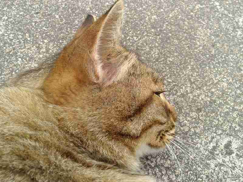 がるちゃん猫カフェ57号店 開店しました♪(初めての方も大歓迎!!)