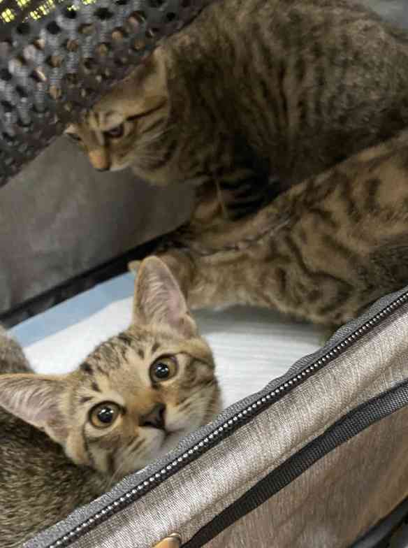がるちゃん猫カフェ57号店 開店しました♪(初めての方も大歓迎!!)