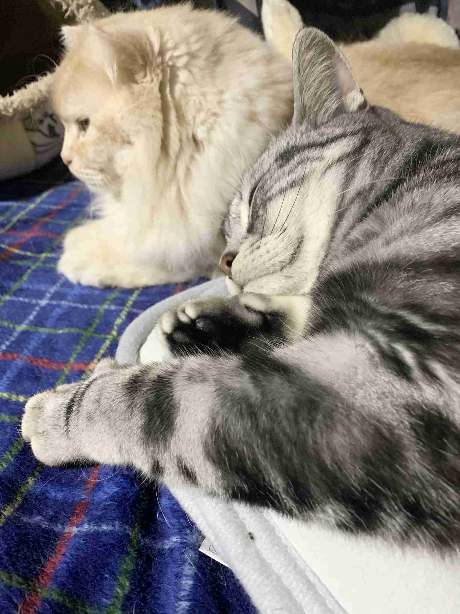 がるちゃん猫カフェ57号店 開店しました♪(初めての方も大歓迎!!)