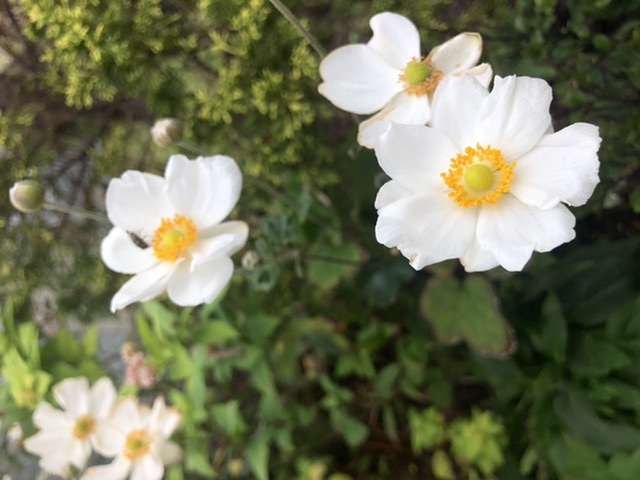 【Instagram】丁寧なインスタグラマーっぽい投稿と、そのコメント欄っぽいトピ