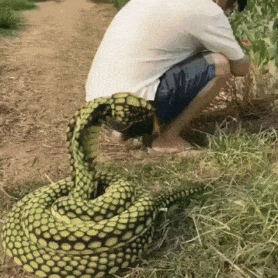 衝撃的なgif